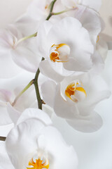 Fototapeta na wymiar Beautiful white pink magenta flower orchid background