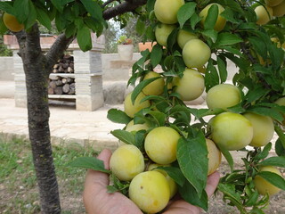 Yellow Plum Tree in Garden