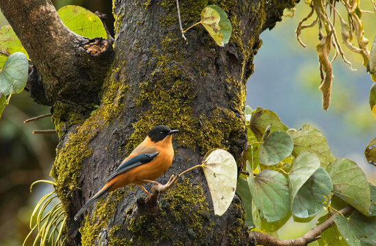 Zwartkapsibia, Rufous Sibia, Heterophasia capistrata