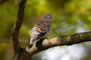 Oriental Turtle-Dove, Oosterse Tortel, Streptopelia orientalis