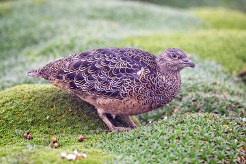 Andeskwartelsnip, Rufous-bellied Seedsnipe, Attagis gayi