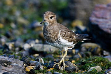 Patagonische Plevier, Rufous-chested Dotterel, Charadrius modestus