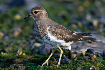 Patagonische Plevier, Rufous-chested Dotterel, Charadrius modestus