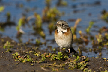 Roodkraaggors, Rufous-collared Sparrow, Zonotrichia capensis