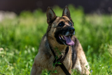 Naklejka na ściany i meble blind german shepherd dog at animal shelter