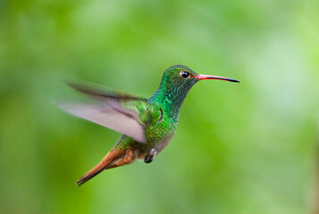 Roodstaartamazilia, Rufous-tailed Hummingbird, Amazilia tzacatl