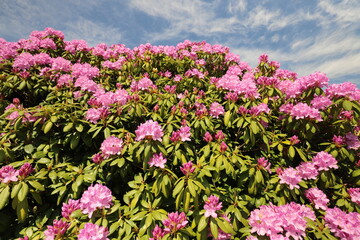 Beautiful purple blooming rhododendrons against a blue sky background. Photo was taken on a sunny day. - Powered by Adobe