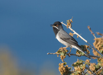 Rüppells Warbler, Rüppells Grasmus, Sylvia rueppelli