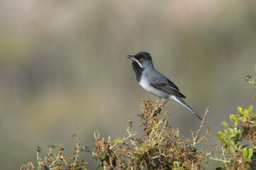 Rüppells Warbler, Rüppells Grasmus, Sylvia rueppelli