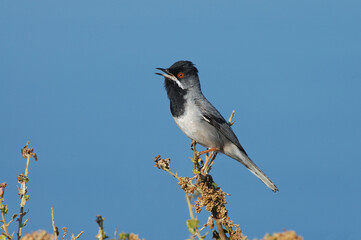 Rüppells Warbler, Rüppells Grasmus, Sylvia rueppelli
