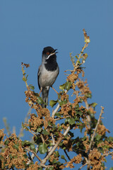 Rüppells Warbler, Rüppells Grasmus, Sylvia rueppelli