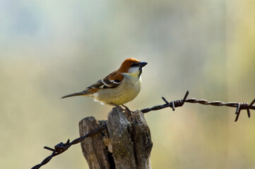 Roodkopmus, Russet Sparrow, Passer rutilans