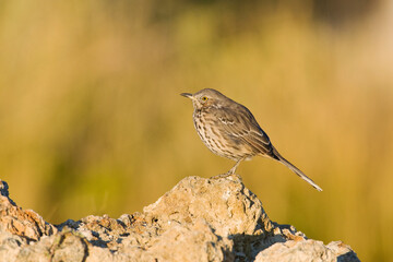 Bergspotlijster; Sage Thrasher; Oreoscoptes montanus