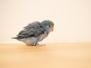 Cobalt turquoise split pastel standing on floor. parrotlet bird. Selective focus
