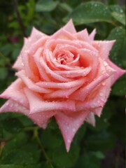 delicate flowers on a green background close-up 