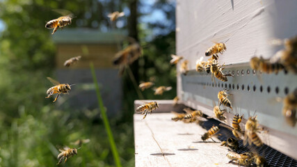   Intense activité sur le plateau de ruche