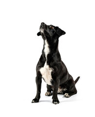 small black dog looking sideways isolated white background