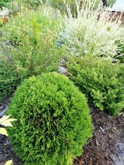 round mountain Mugus pine on the background of coniferous plants and Hakuro Nishiki willow.