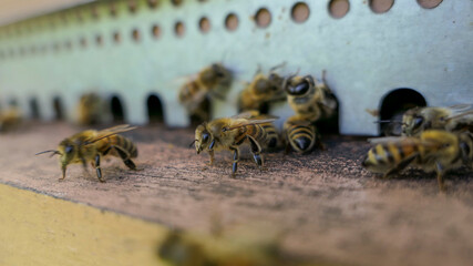 Abeilles gardiennes sur le plateau de ruche