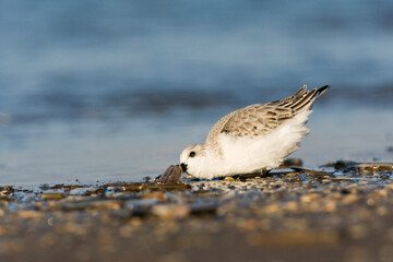 Drieteenstrandloper, Sanderling, Calidris alba