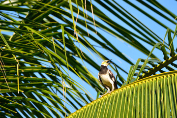 Black-collared starling on a tree