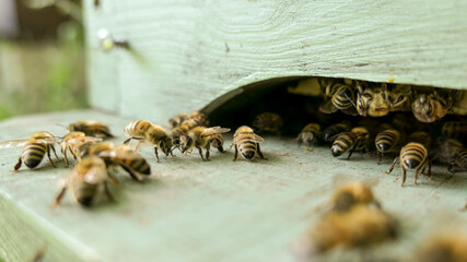 Abeilles sur le plateau de eruche