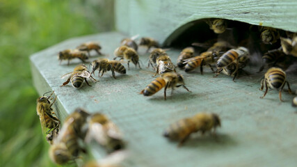 Abeilles sur le plateau de ruche