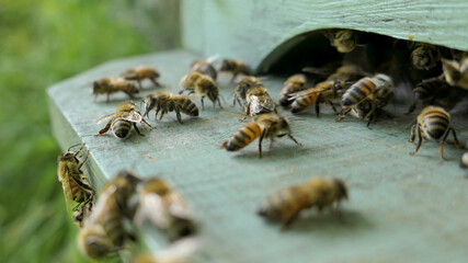 Abeilles sur le plateau de ruche