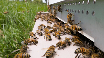 Abeilles sur le plateau de ruche