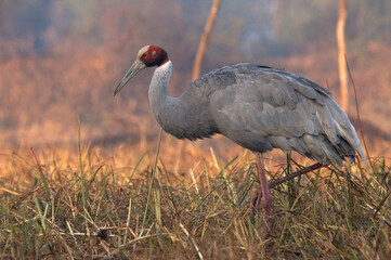 Saruskraanvogel, Sarus Crane, Grus antigone