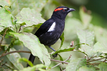 Wenkbrauwkuiftangare, Scarlet-browed Tanager, Heterospingus xanthopygius