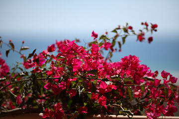 Portugiesisches Blumen, portugiesische Planzen, portugiesische Natur 