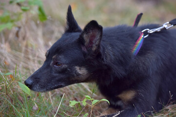 black and brown dog mongrel at animal shelter