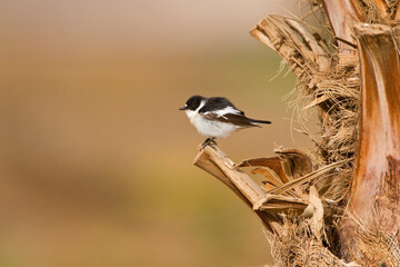 Balkanvliegenvanger, Semi-collared Flycatcher, Ficedula semitorquata