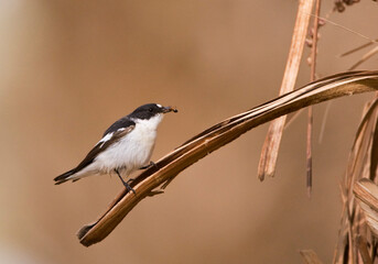 Balkanvliegenvanger, Semi-collared Flycatcher, Ficedula semitorquata