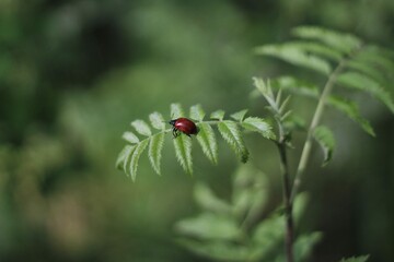 ladybug on a leaf. beetle insect leaves greens