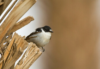 Balkanvliegenvanger, Semi-collared Flycatcher, Ficedula semitorquata