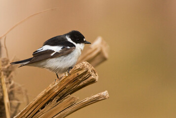 Balkanvliegenvanger; Semi-collared Flycatcher; Ficedula semitorquata