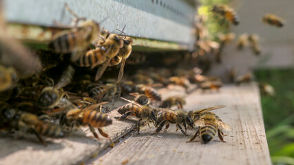 Intense activité de retour de  butinage à l'entrée de la ruche