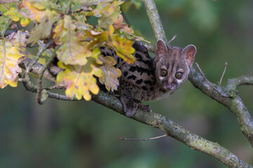 Large-spotted genet (Genetta tigrina) in natural habitat, South Africa