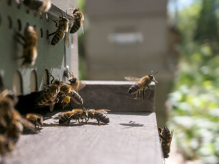Activité de départ et d'arrivée à la ruche des abeilles butineuses