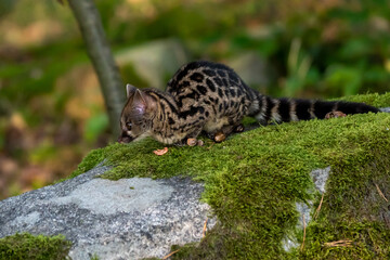 Large-spotted genet (Genetta tigrina) in natural habitat, South Africa