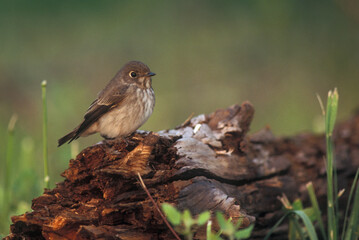 Roetvliegenvanger, Siberian Flycatcher, Muscicapa sibirica