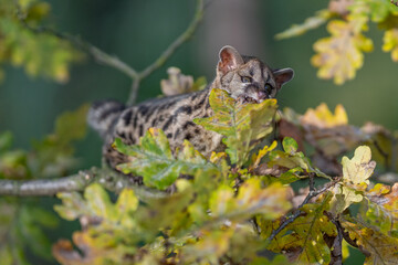 Large-spotted genet (Genetta tigrina) in natural habitat, South Africa