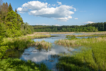 Summer landscape. Meadow, pond and trees against the background of a blue sky with beautiful heap clouds.