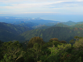 Nevelwoud / cloud forest; Santa Marta Mountains, Sierra Nevada, Colombia
