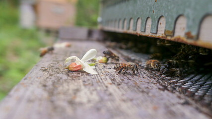 Fleur d'acacia devant l'entrée d'une ruche