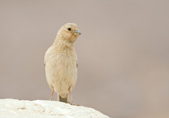 Sinairoodmus, Sinai Rosefinch, Carpodacus synoicus