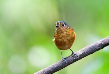 Grijskapdwergmierpitta, Slate-crowned Antpitta, Grallaricula nana