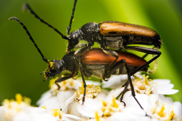 bug on a leaf